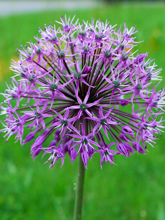 Kaufen Sie Allium Stipitatum Glory of Pamir Blumenzwiebeln