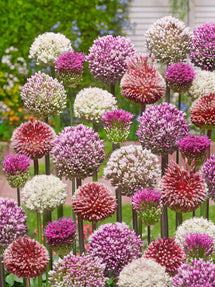 Allium Tropical Tides Kollektion (Zierlauch)