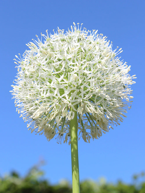 Kaufen Sie Allium White Giant Blumenzwiebeln