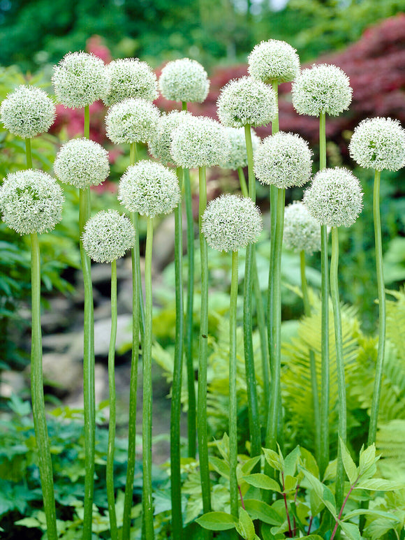 Allium White Giant Blumenzwiebeln