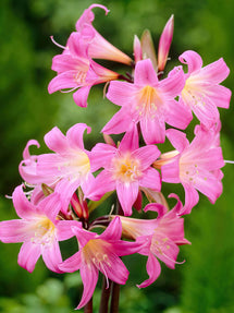 Belladonnalilie (Amaryllis belladonna)