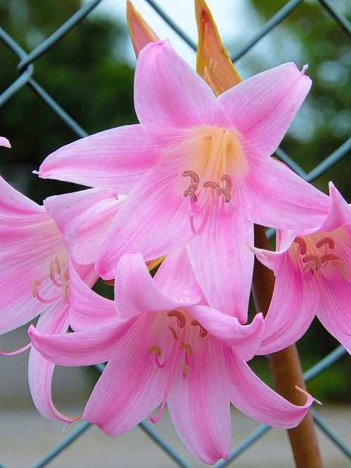 Amaryllis Belladonna online kaufen