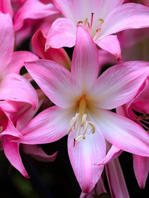 Amaryllis Blumenzwiebeln - Belladonnalilie (Amaryllis belladonna)