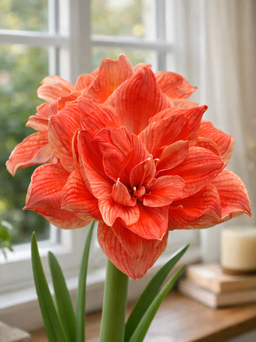 Gefüllte Amaryllis Cherry Amadeus im Topf