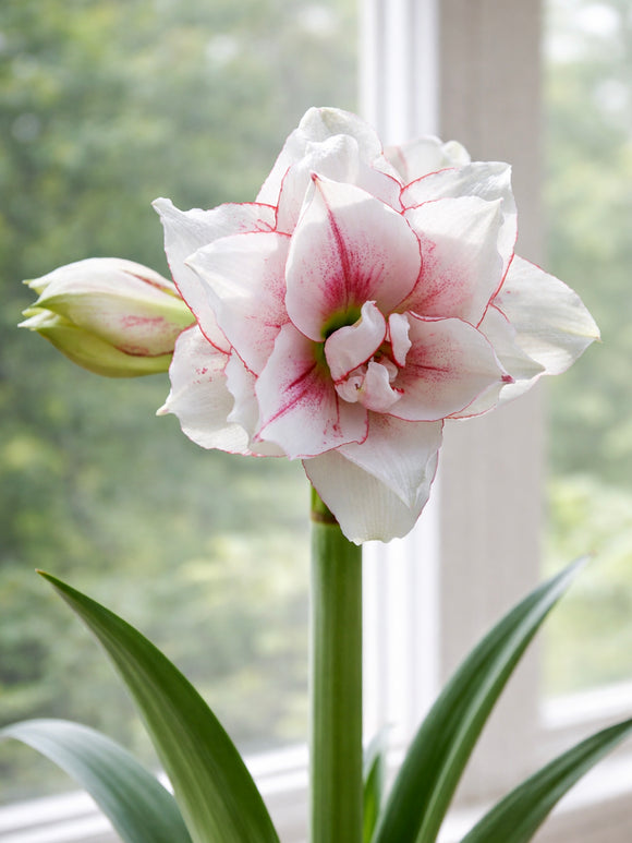 Doppelblühende Amaryllis Elvas in einem Topf