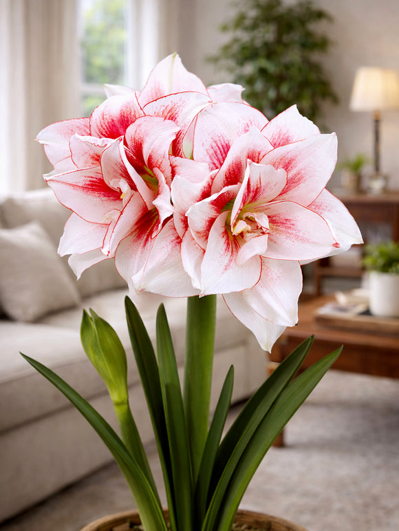 Detailaufnahme der Amaryllis Elvas mit feinen Farbakzenten