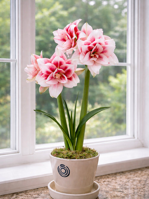 Amaryllis Elvas blühend im Wohnraum