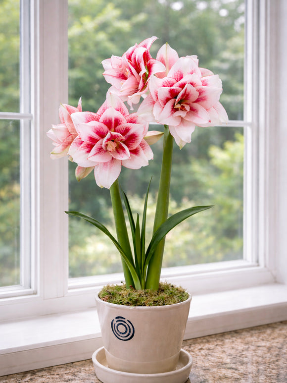 Amaryllis Elvas blühend im Wohnraum