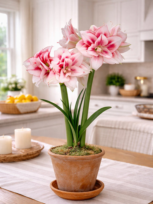 Elegante Amaryllis Elvas mit vielschichtigen Blüten