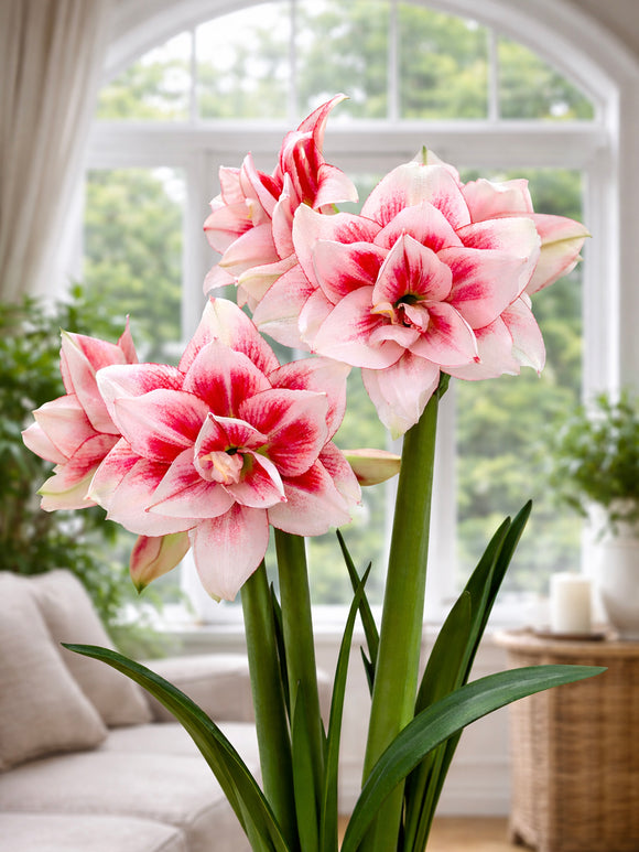 Amaryllis Elvas mit gefüllten Doppelblüten