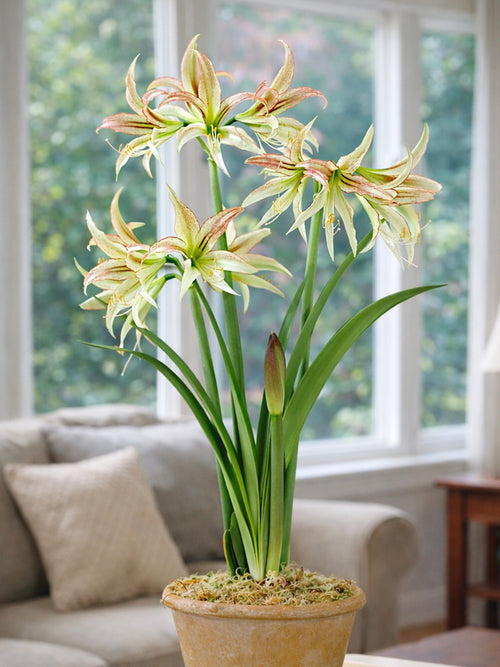 Amaryllis Emerald mit grünlich-weißen Blüten