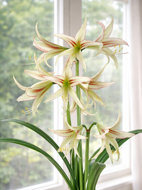 Detail der Amaryllis Emerald mit roten Linien