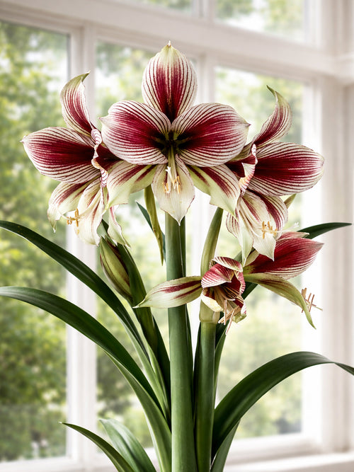 Amaryllis Papilio mit schmetterlingsartigen Blüten