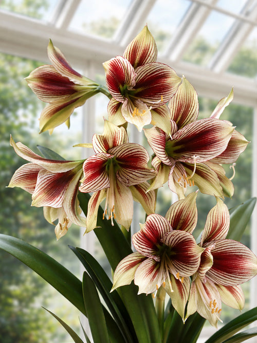 Amaryllis Papilio blühend im Topf