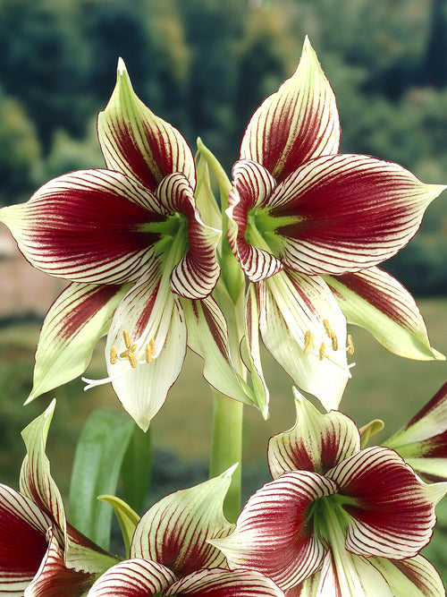 Amaryllis Papilio mit schmetterlingsartigen Blüten