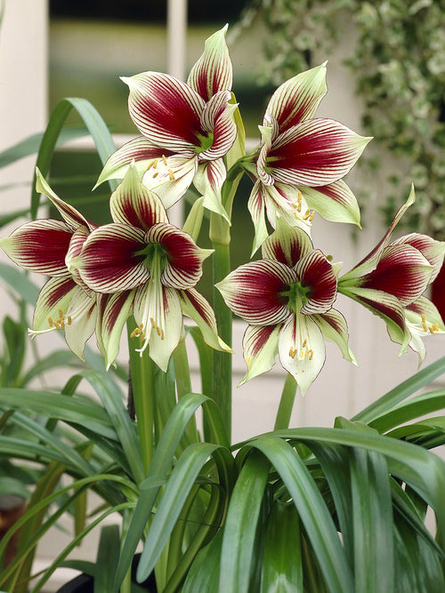 Amaryllis Papilio mit kontrastreicher Blütenzeichnung