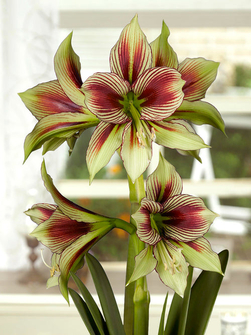 Exotische Amaryllis Papilio mit großformatigen Blüten