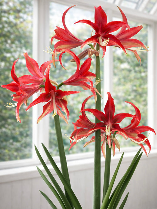Amaryllis Quito mit sternförmigen roten Blüten