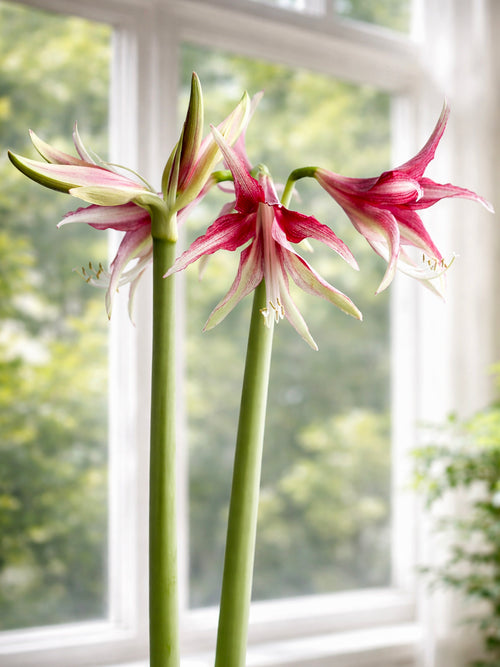 Detailaufnahme der Amaryllis Quito mit schmalen Blütenblättern