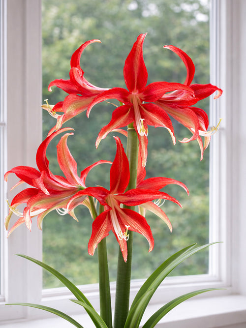 Sternförmige Amaryllis Quito mit grünen Farbtönen
