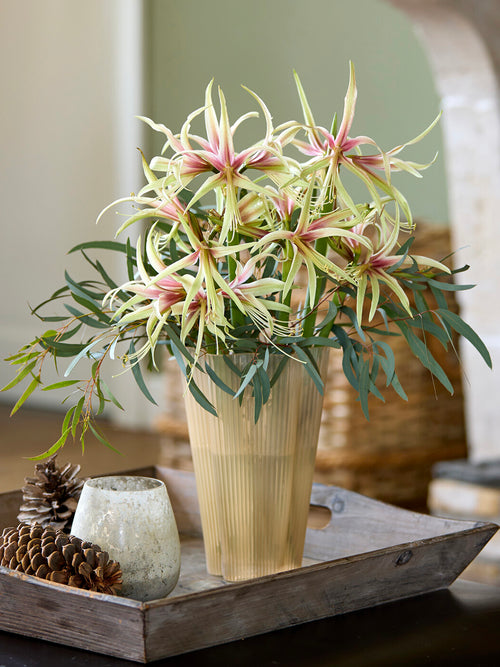 Exotische Spinnen-Amaryllis Tarantula in sanften Farben