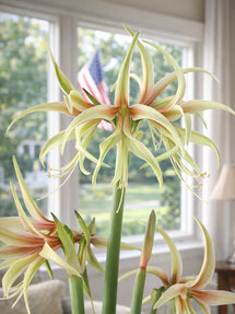 Amaryllis Tarantula