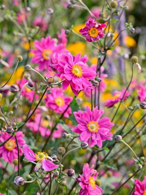 Herbst-Anemone Bressingham Glow