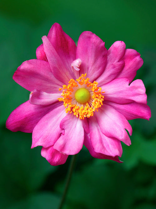 Herbst-Anemone Bressingham Glow