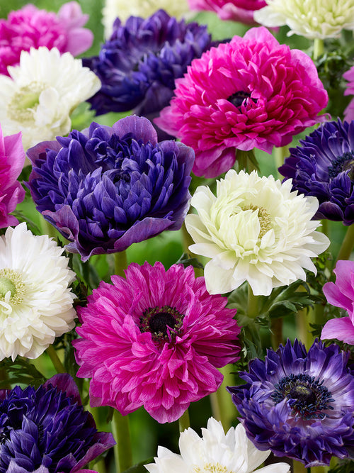 Kaufen Sie Anemone Crush On You Kollektion, Pflanzung im Herbst