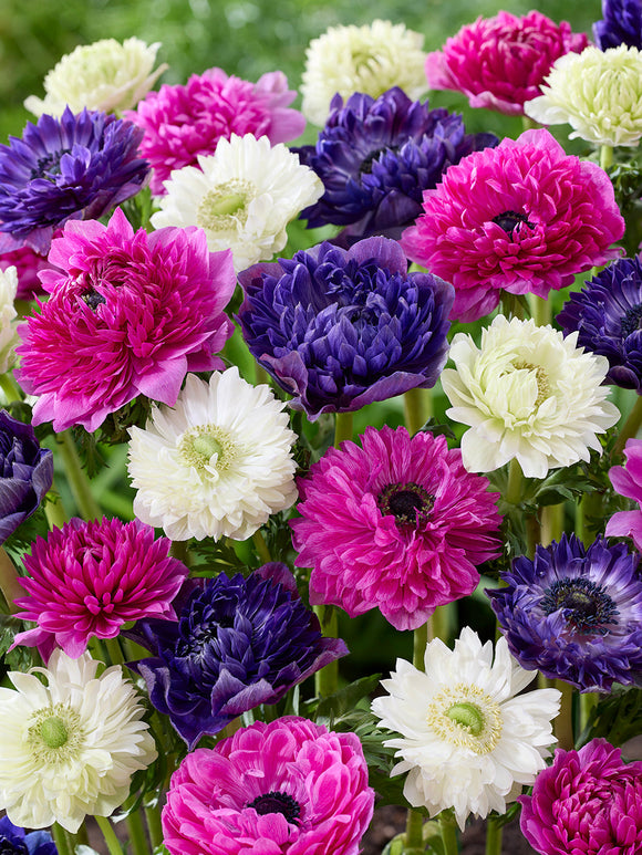Anemone Crush On You Kollektion