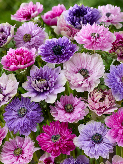 Anemone Fullstar Pastel Mischung