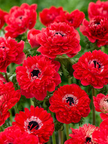 Anemone Fullstar Rot
