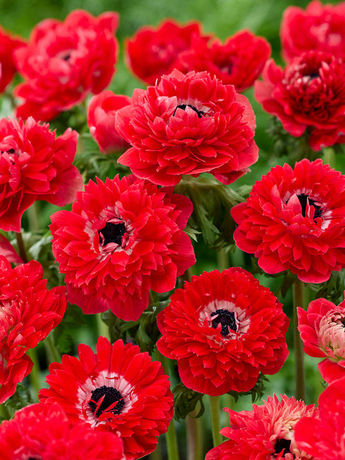Anemonen Zwiebeln Fullstar Rot