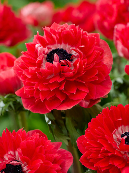 Kaufen Anemone Fullstar Rot