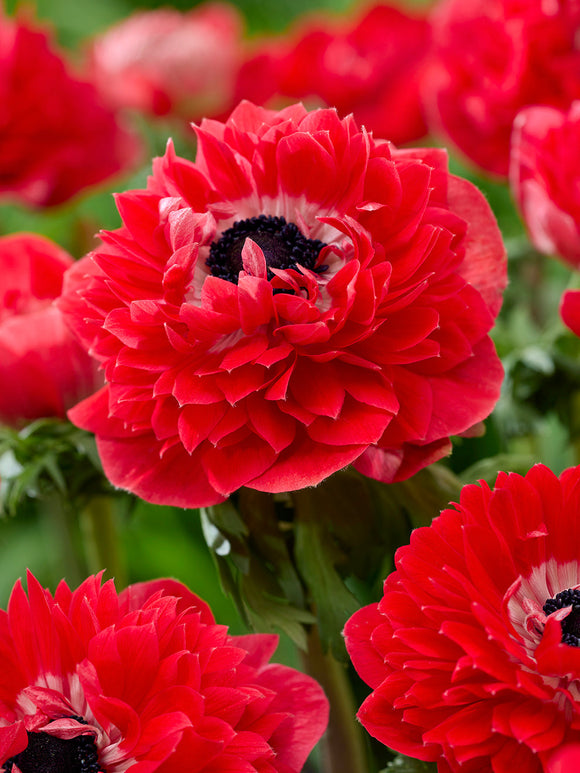 Kaufen Anemone Fullstar Rot