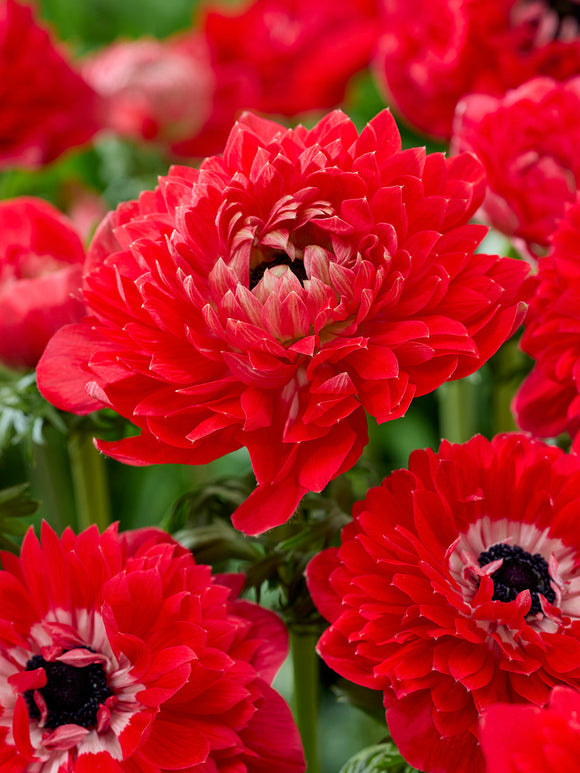 Anemone Blumenzwiebeln Fullstar Rot