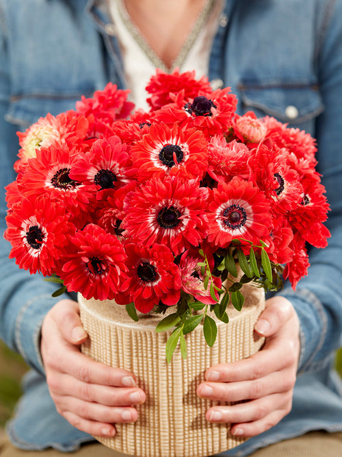 Anemone Fullstar Rot