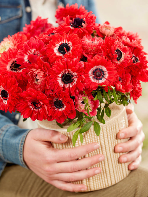 Kaufen Anemone Fullstar Rot