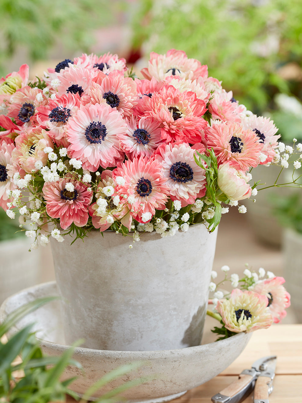 Anemone Zwiebeln 'Fullstar Strawberry' Anemonen kaufen bei DutchGrown