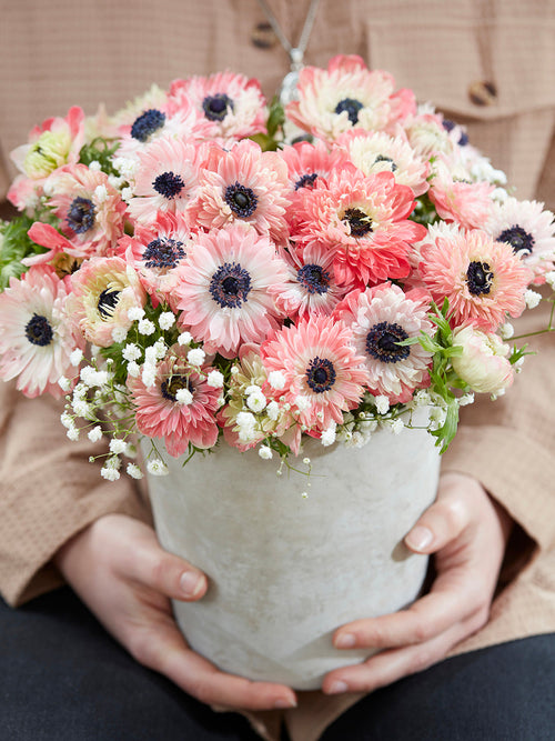 Kaufen Anemone Fullstar Strawberry