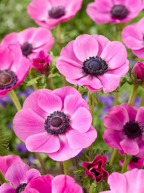 Anemone Galilee Rosa, Versand im Herbst aus Holland nach Deutschland