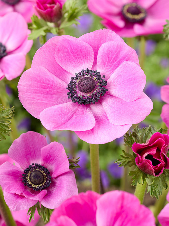 Anemonezwiebeln Galilee Rosa