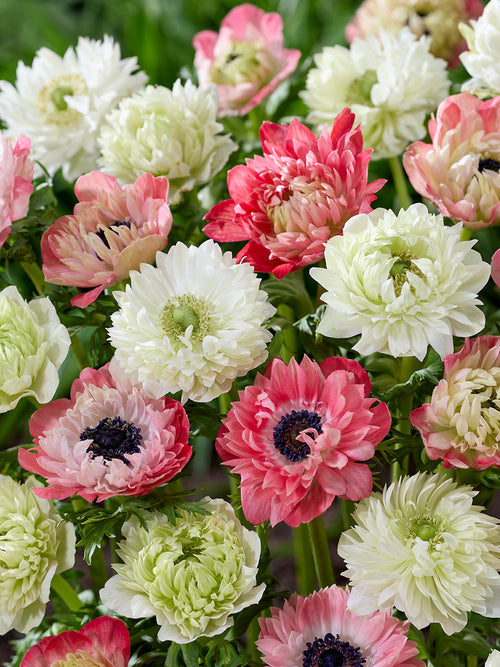 Anemone Strawberry & Cream Kollektion