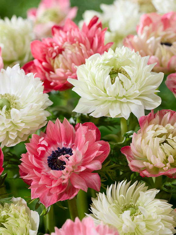 Anemone Strawberry & Cream Kollektion
