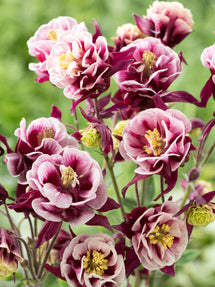 Akelei (Aquilegia) Winky Red and White