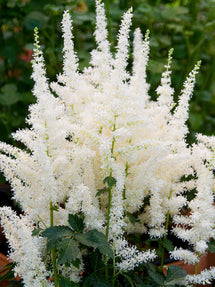 Astilbe Close Harmony (Prachtspiere)