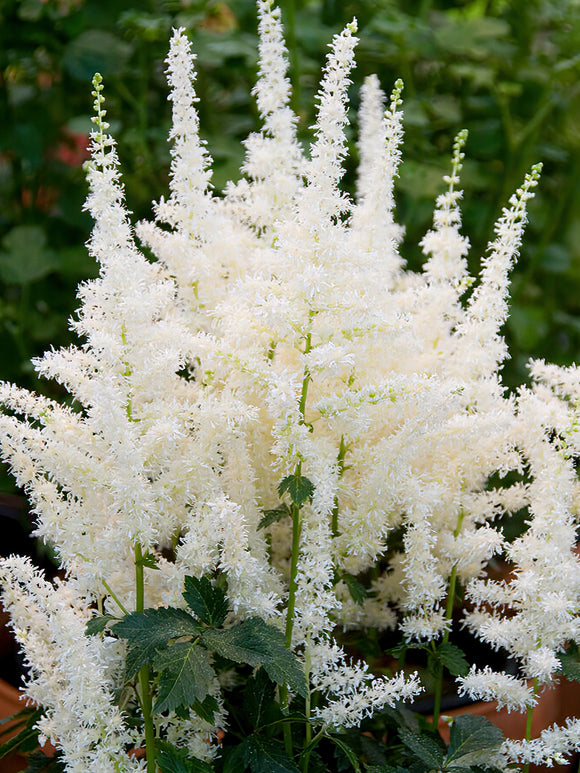 Astilbe Close Harmony (Prachtspiere) | DutchGrown™