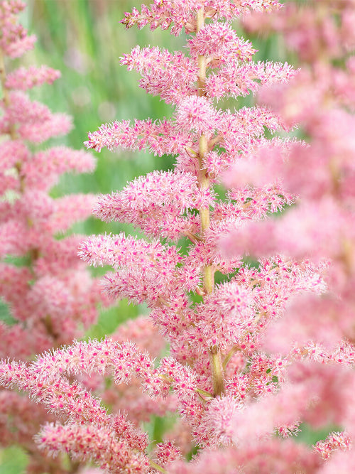 Astilbe Glitter and Glamour (Prachtspiere)