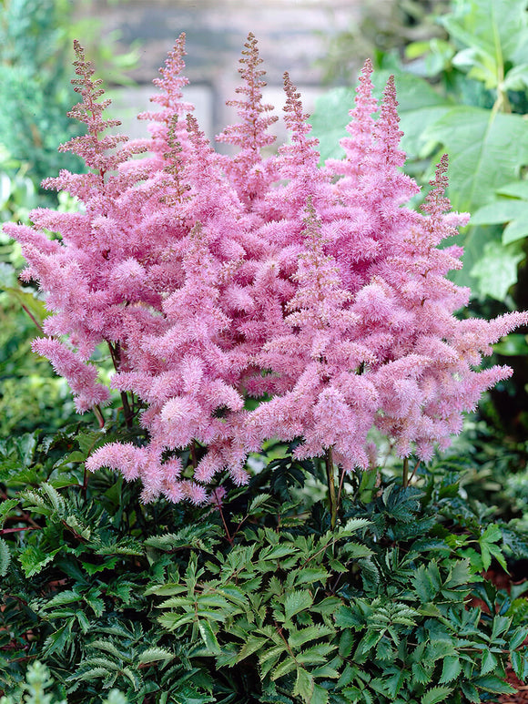 Kaufen Astilbe Heart and Soul (Prachtspiere)