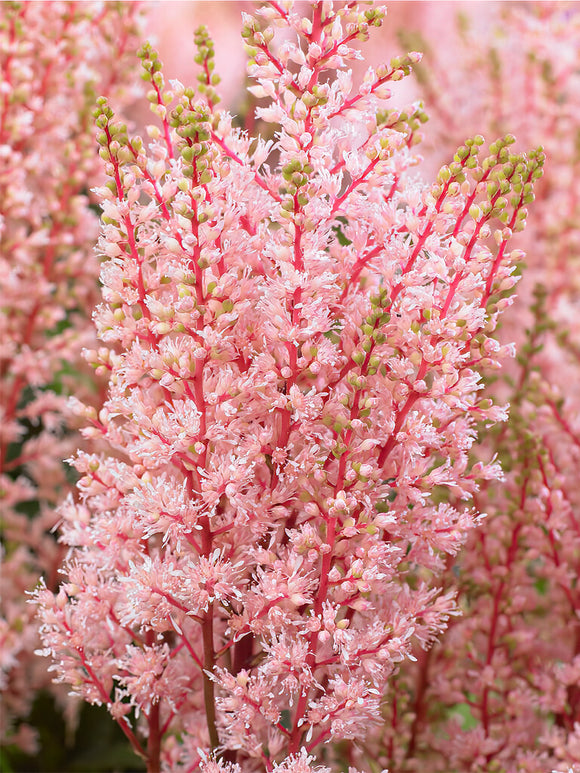 Astilbe Look At Me (Prachtspiere)